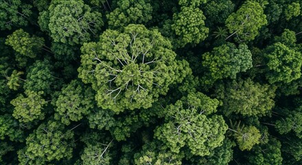 Naklejka premium Aerial view of lush green forest canopy.