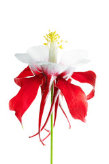 Striking Red and White Flower Portrait