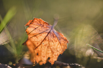 autumn leaves on the ground