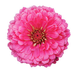 Vibrant Pink Flower Close-Up Photography