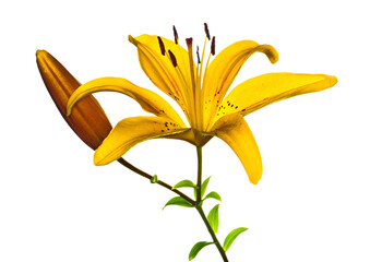 Vibrant Yellow Lily Blooming with Bud