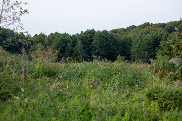 wild flowers and grass in the forest near the lake