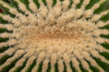 Beautiful cactus in detail, Echinocactus grusonii, botanical garden, nursery, Italy