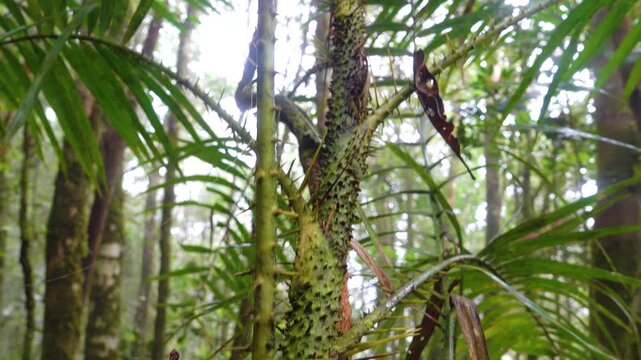 Calamus, thorny bushes make the tropical jungle impassable. A tropical forest with vines. Rattan palm (Calamus sp.) tropical climbing vine of the Palm family. Borneo