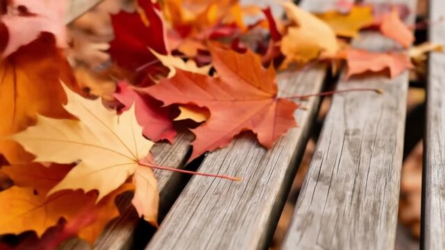 Autumn leaves falling on wooden bench photo for fall season nature backgrounds and wallpapers image video 4k