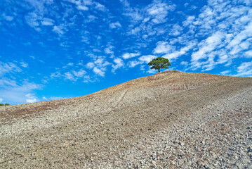 lonely tree on top of hill, Tuscany