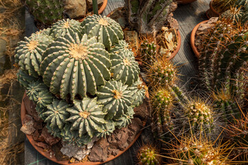 Beautiful cactus in detail, Ferocactus glaucescens, botanical garden, nursery, Italy