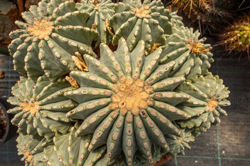 Beautiful cactus in detail, Ferocactus glaucescens, botanical garden, nursery, Italy