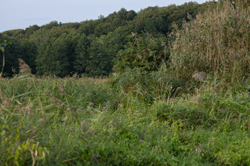 overgrown grass and reeds near the lake against the background of the forest, beautiful wildlife, impenetrable thickets