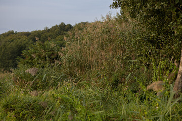 thickets of tall grass and reeds near a lake in the forest