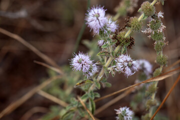 Inflorescence of a pennyroyal, Mentha pulegium