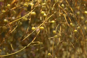 Fruits of Retama sphaerocarpa