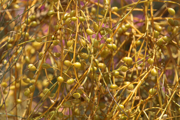 Fruits of Retama sphaerocarpa