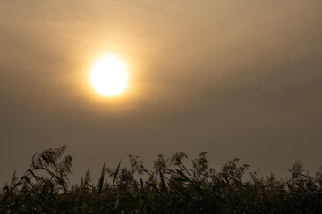 golden sunset over the lake with silhouettes of reeds and lake grass