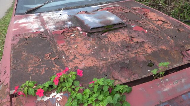 A passenger car is forgotten in the rainforest, rusting and overgrown with climbing blooms plants. Nature takes its toll back