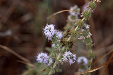 Inflorescence of a pennyroyal, Mentha pulegium