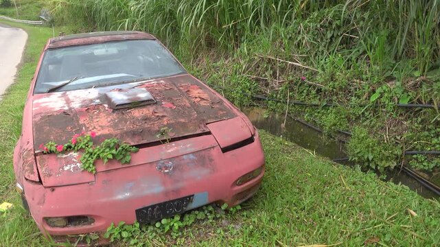 A passenger car is forgotten in the rainforest, rusting and overgrown with climbing bloom plants. Nature takes its toll back