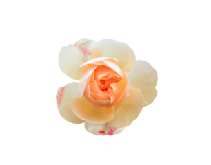 Apricot Floribunda rose isolated on transparent background