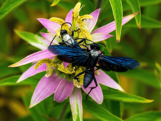 A Great Black Wasp with colorful blue wings (Sphex pensylvanicus) flying over a Spotted Beebalm plant while another wasp pollinates below it.