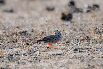 A streaked brown crested lark stands on dry, rocky ground, blending seamlessly into its arid habitat.