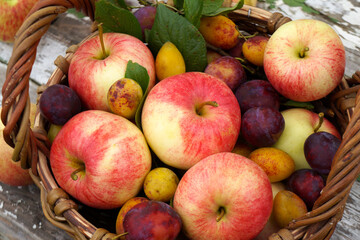 Freshly picked apples and plums overflowing a rustic wicker basket