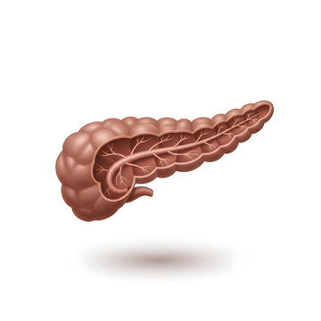 Realistic Pancreas Anatomy 3d model illustration 