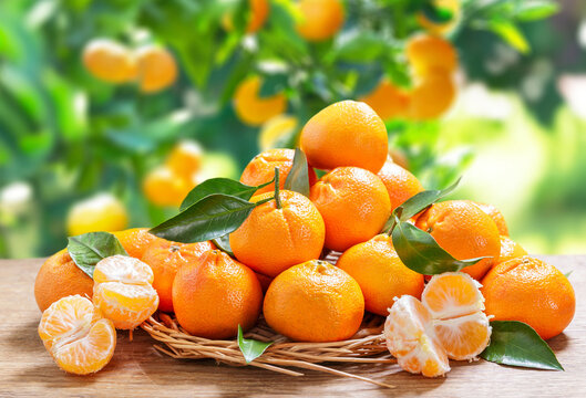 fresh mandarin oranges fruit or tangerines with leaves on wooden table on garden background