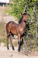 Naklejka premium A young brown foal stands alert near a tree on dry grass in a quiet rural setting.