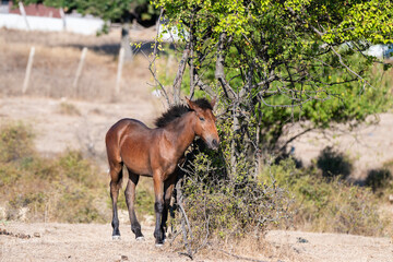 A brown horse rests its head gently against a tree in a dry, peaceful rural landscape.