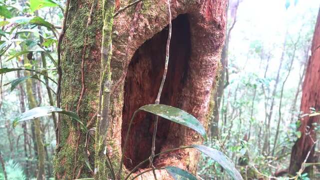 A typical hollow tree, owl nesting cavity. A tropical forest with vines. Borneo