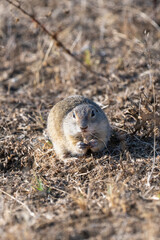 A ground squirrel crouches alertly on dry grass and soil in a sunlit open field.