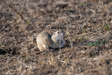 A ground squirrel crouches alertly on dry grass and soil in a sunlit open field.