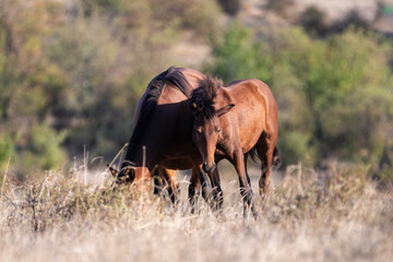 Two brown horses share a quiet moment in a sunlit field, one grazing while the other gazes ahead beneath a warm sky.