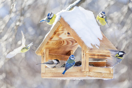 Group of little birds feeding on bird feeder with sunflower seeds on winter background. Great tit, blue tit, chickadee