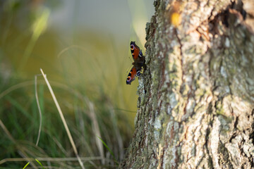 A butterfly with red wings sits on a tree