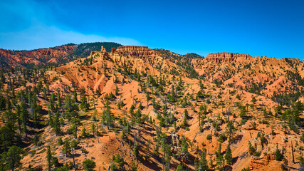 Aerial Red Rock Formations Pine Trees and Golden Wall in Utah Canyon Landscape
