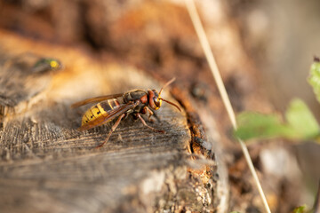 hornet with big eyes on a tree stump, macro photo of an insect
