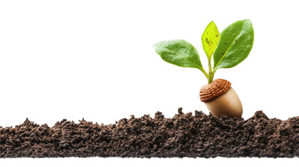 Oak Sprout Emerging from Soil  isolated on a Transparent or white Background