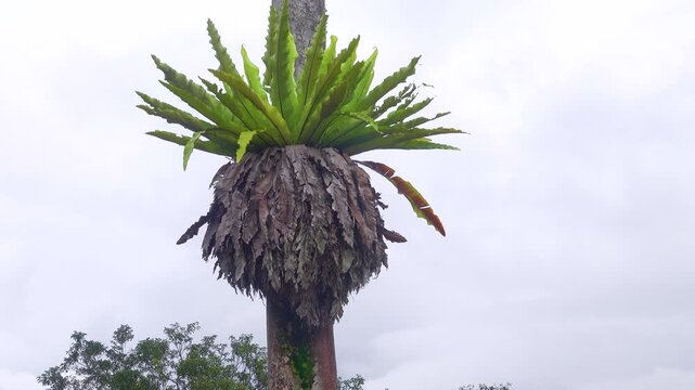 A parasitic perennial plant, an tree epiphyte, nest epiphyte has grown on a wooden pole. Borneo Rainforest