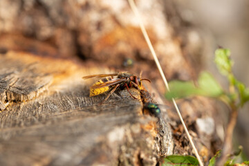 A hornet and a fly collect sap from an apple tree