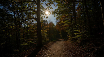 Obraz premium A sunlit path through a dense forest with tall trees and fallen leaves creating a scenic view outdoors ai generated