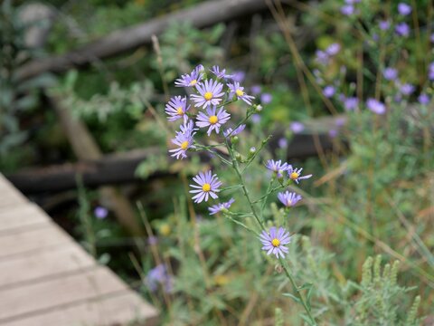 Smooth Blue Aster (Symphyotrichum laeve) Wildflowers by a Stream in South Vista Trail, Boulder, Colorado
