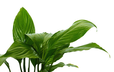 Lush Green Leaves in Natural Light
