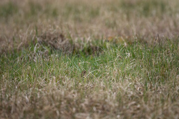 A eurasian woodcock hiding in the meadow. Only a small part of a scolopax rusticola's head is visible. A small brown bird with a long beak is hiding amongst the grass.