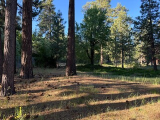 pine tree forest with grass and pine cones - Big Bear Lake, California, USA