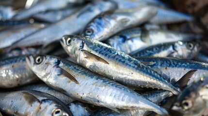 Obraz premium Sardines: Nutritious Small Fish – Canned, Fresh or Smoked. Rich in Omega-3, Protein & Calcium. Perfect for Salads, Pasta, Toast Toppings. Sustainable Seafood, Easy to Prepare for Quick Meals & Snacks.