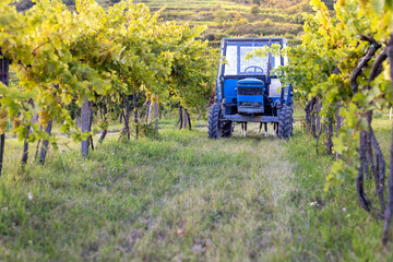 Grape harvesting with an old blue tractor. Homemade tractor for harvesting and transporting grapes