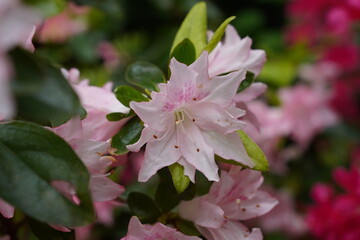 fresh garden azalea flowers during spring season bloom. white and red petal floral background 