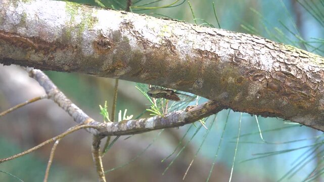 A cicada crouched on the trunk of a long-needle pine tree. Malaysia, Borneo