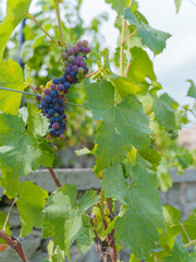 Grape Clusters on Vine in Various Ripening Stages